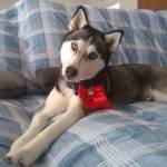 samara tilp profile picture