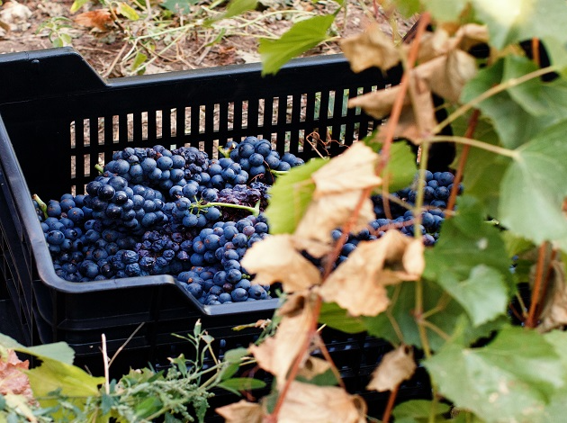 Cerca de 2 mil tipos de uvas produzem vinhos no mundo hoje; sommelier explica  | Band Receitas