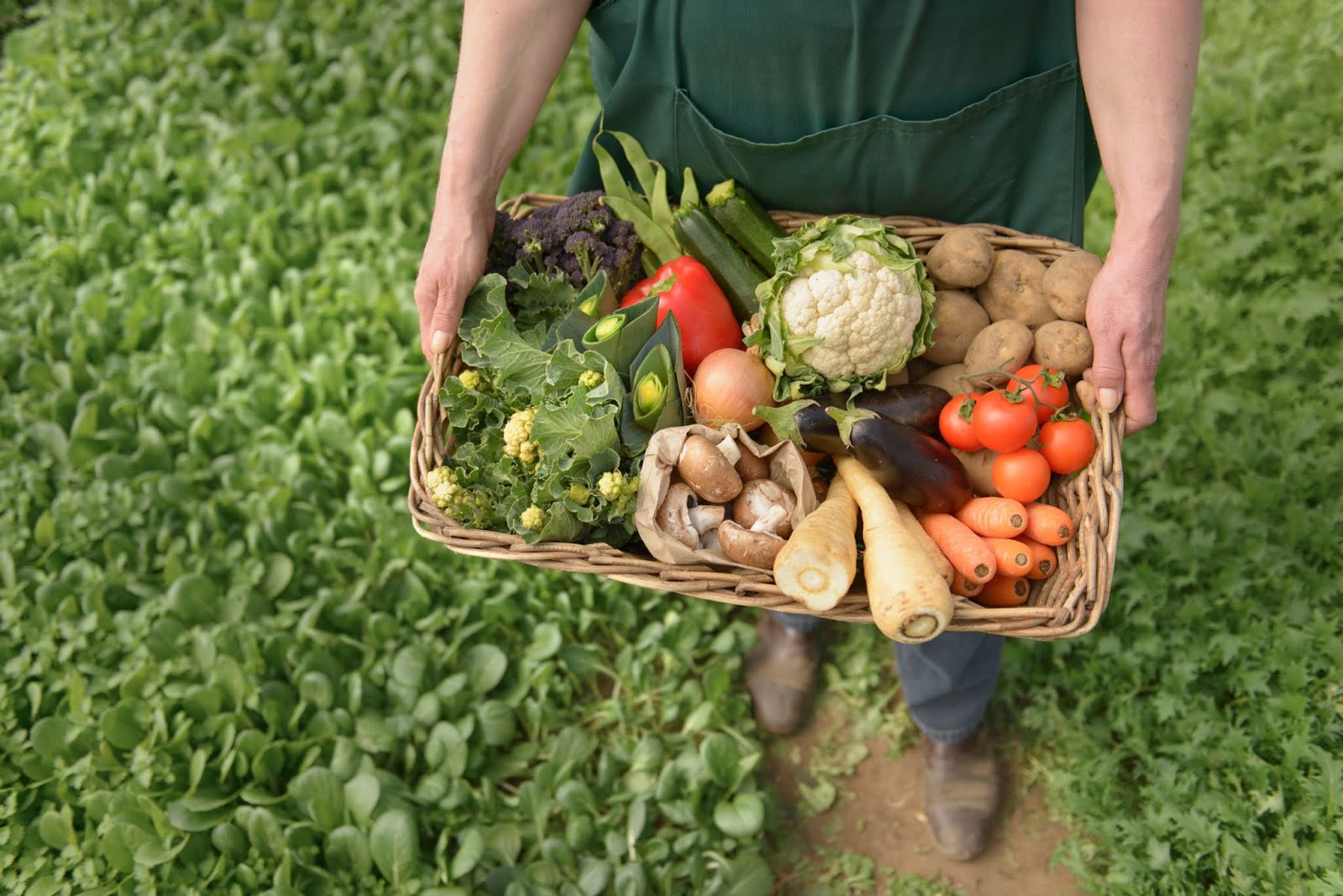 Alimentação saudável: setor de orgânicos cresce 30% no Brasil em 2020 | Mercado&Consumo