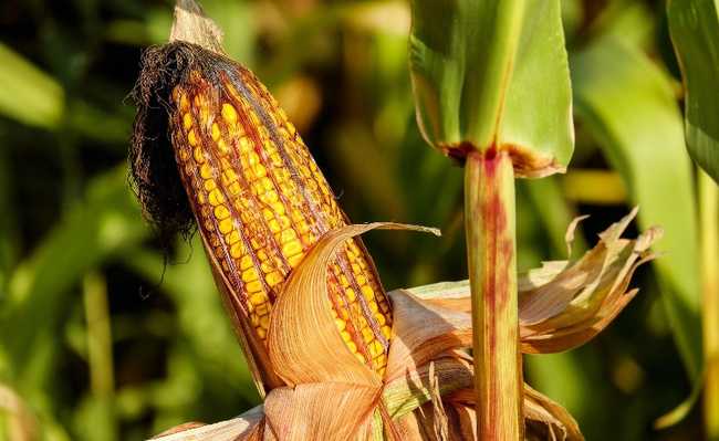 Novo método para extrair proteína do milho deve colocar mais bioplásticos no mercado