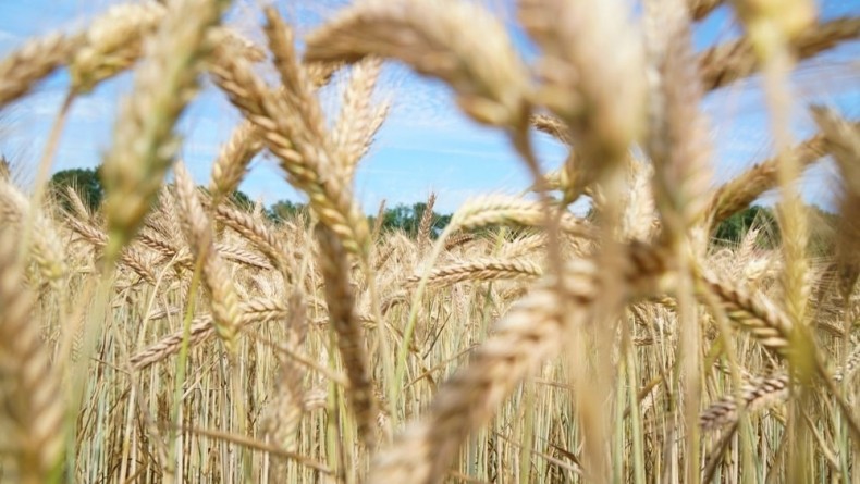 Alimentos Sem Mitos  - Vegetais de hoje têm menos proteína devido à domesticação das espécies