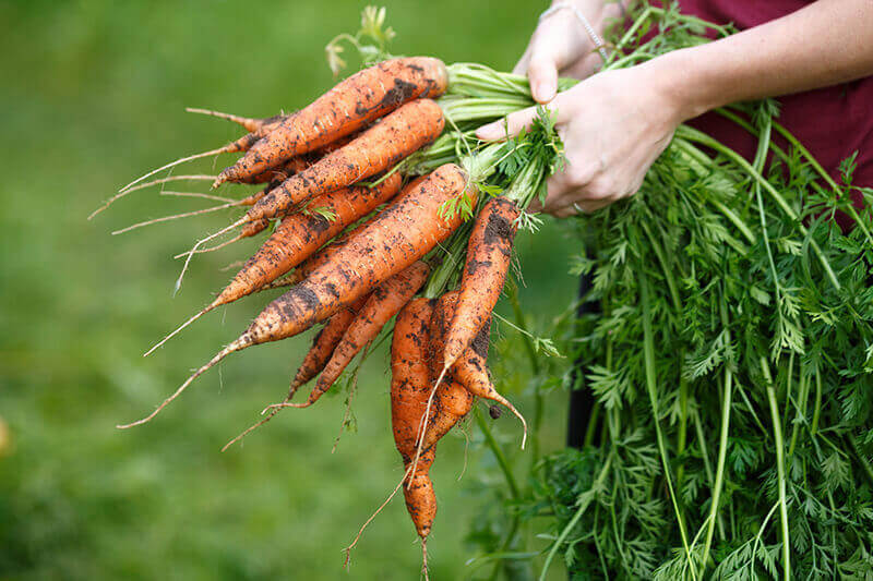 Desperdício de alimentos na colheita - Alimentação em Foco