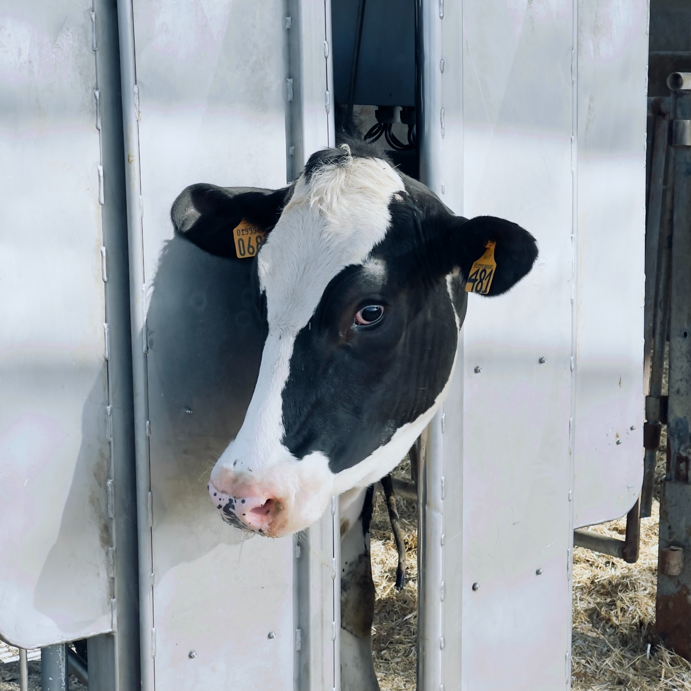 A doença da vaca louca está mesmo de volta? - Food Safety Brazil