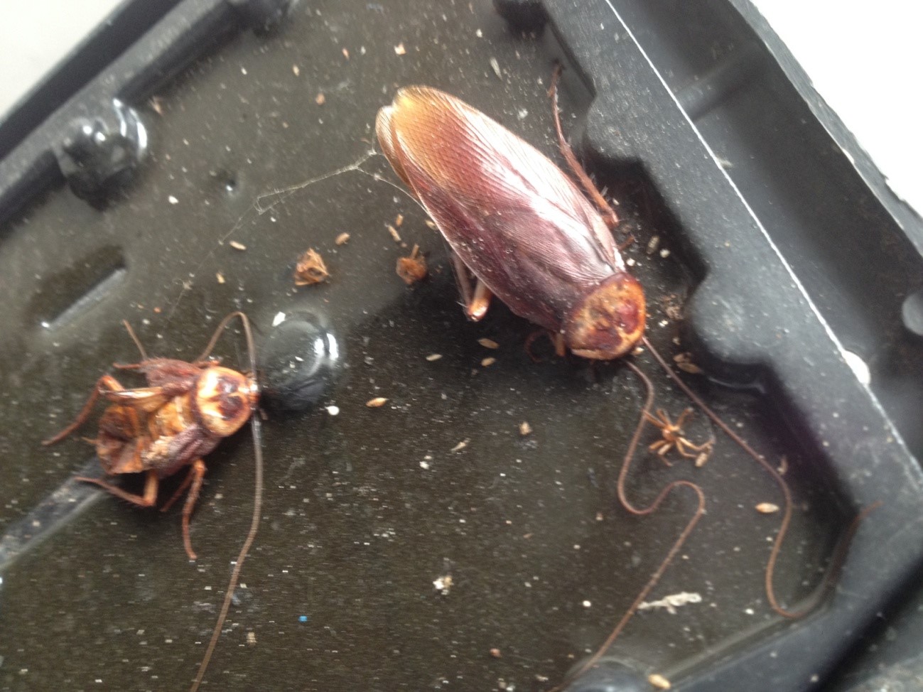 A desinsetização está em dia, mas por que baratas continuam aparecendo no meu restaurante? - Food Safety Brazil